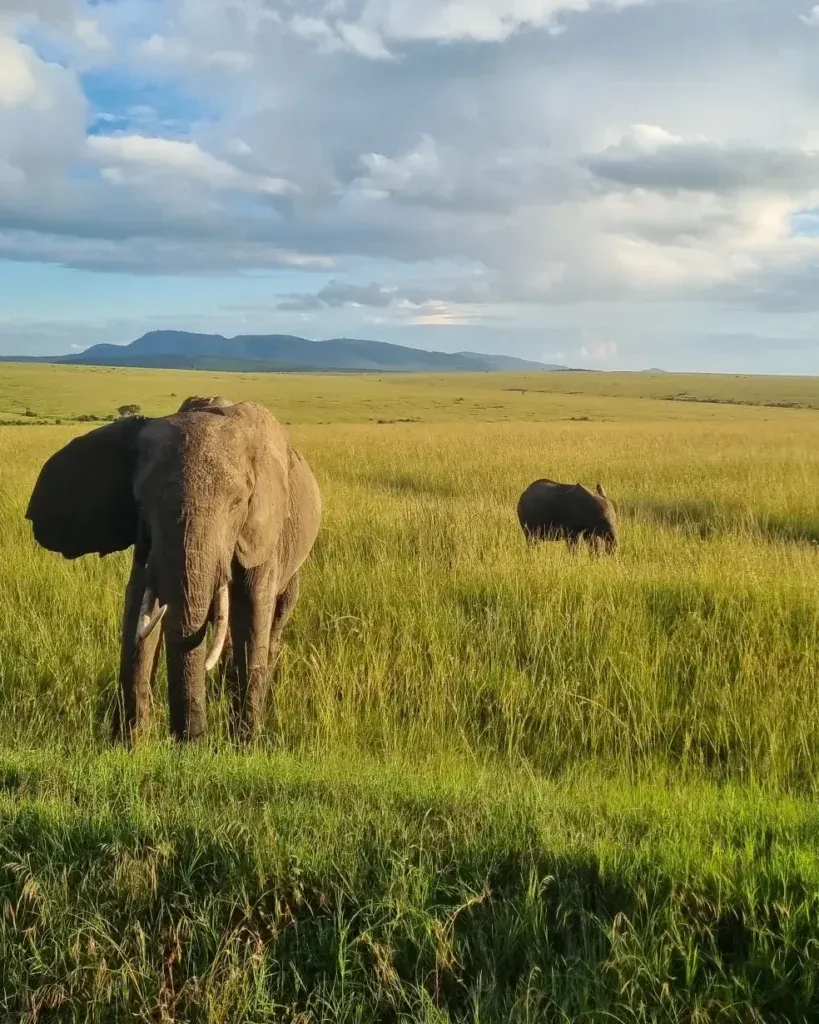 Weites afrikanisches Feld mit einem majestätischen Elefanten in seiner natürlichen Umgebung.
